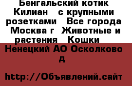 Бенгальский котик Килиан , с крупными розетками - Все города, Москва г. Животные и растения » Кошки   . Ненецкий АО,Осколково д.